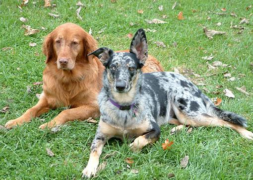 two dogs (b&amp;w)-bingo-judy.jpg