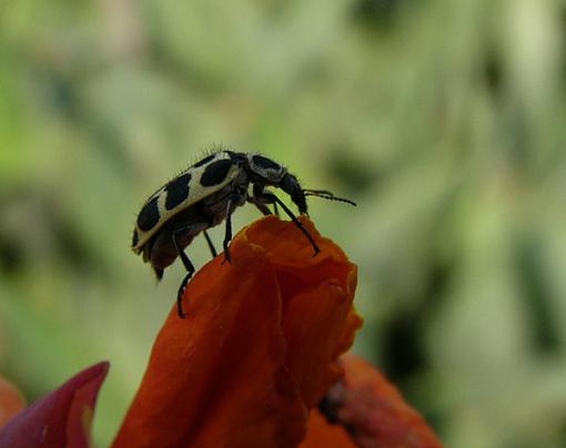 Spotted Maize beetle-maizebeetle.jpg