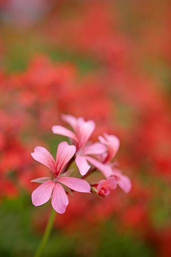 flower bed-_mg_2549.jpg