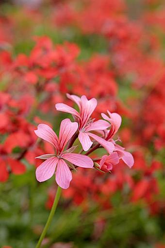 flower bed-_mg_2550.jpg