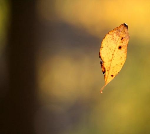 Leaf in the Air-leafinair.jpg