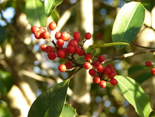 Aw nuts-holly-berries.jpg