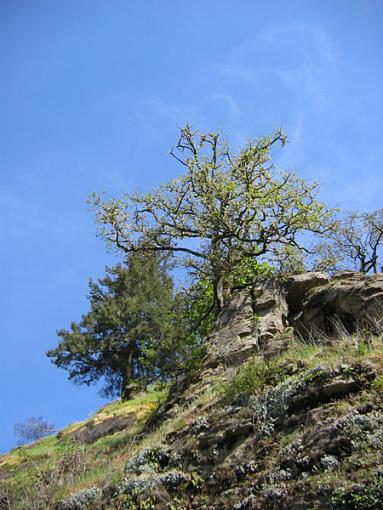 A view from below-trees.jpg