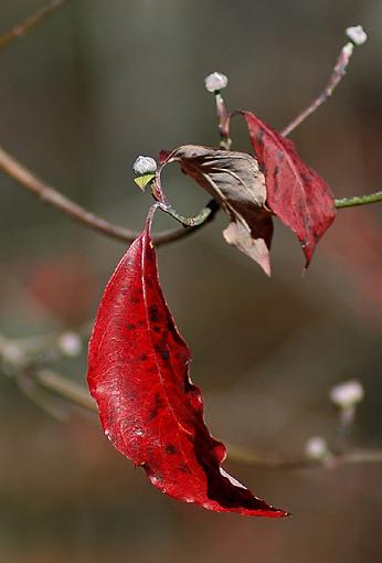 Hanging On-dsc_2015-2.jpg