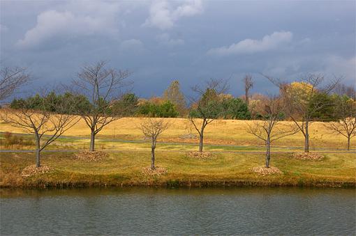 Trees on the Lakeside-clicks20177a.jpg