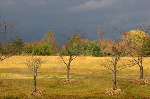 Trees on the Lakeside-clicks20175a.jpg