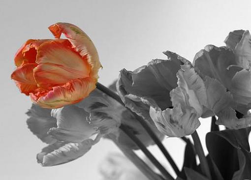 Tulips-tulips.jpg