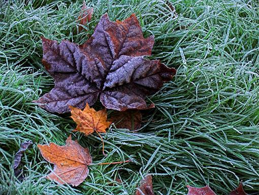 First Hard Frost-crw_3223-01-modified-copy-640.jpg