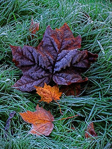 First Hard Frost-crw_3219-02-640.jpg