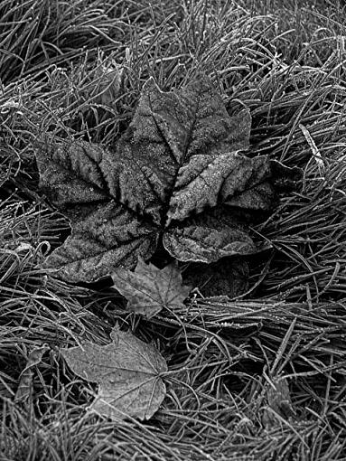 First Hard Frost-crw_3219-02-b-w-640-copy.jpg