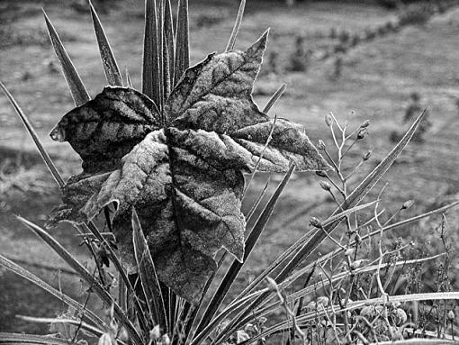 First Hard Frost-crw_3211-01-b-w-640-copy.jpg