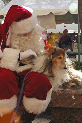 Santa, I Want A Home. Signed, A Good Dog.-clicks20932.jpg