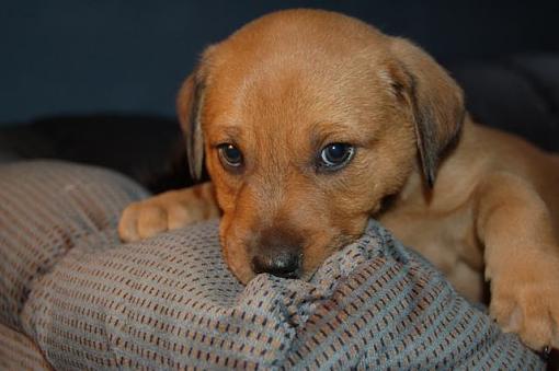 Puppy and a kitten-dsc_0043.jpg