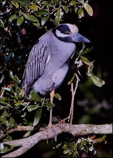 Yellow-Crowned Night Heron (I Think...)-yellow_crowned_night_heron_sm.jpg