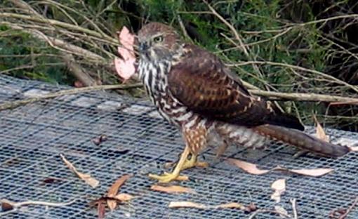 Hawk and birds-hawk-cage.jpg