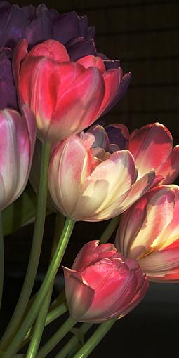 New Website-tulips-upright-4-.jpg