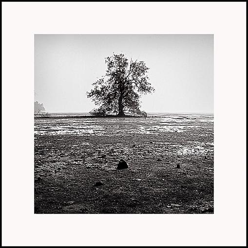 Lonesome Tree 2-chek-jawa-monotone-2pr.jpg