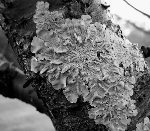 b/w lichen-100_2547.jpg