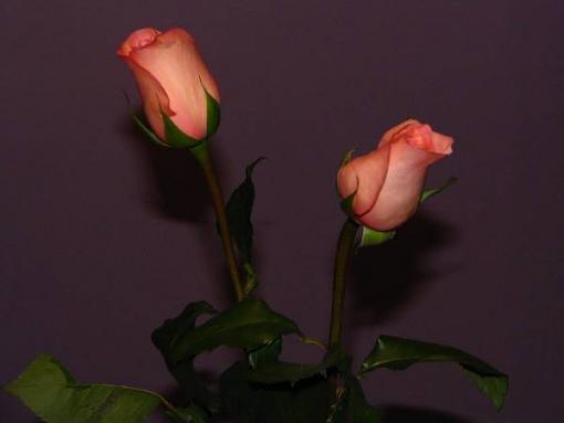 A Rose By Any Other Name....-img_0290-1.jpg