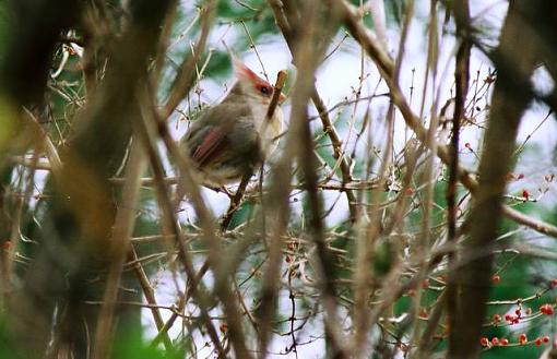 Cardinal in the bush is......-220005-r1-00-1a.jpg