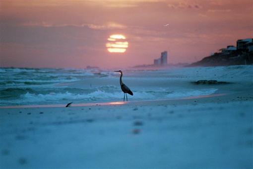 Sunset Crane....-sunset-crane.jpg