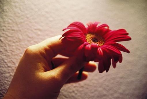 hand it over (flower picture)-hand-flowersmaller.jpg