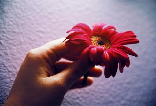 hand it over (flower picture)-hand-flower2-smaller.jpg