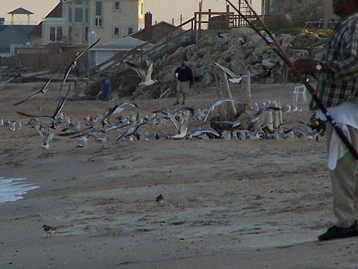 First try-flock.jpg