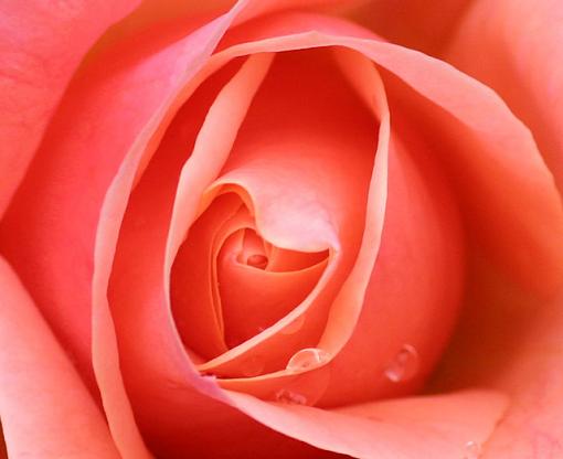 First post (flowers)-rose-heart.jpg