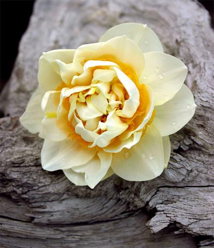 First post (flowers)-stump-daff.jpg