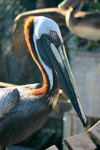 Birds the word-pelican1.jpg