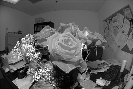 My New Fisheye-rose2.jpg