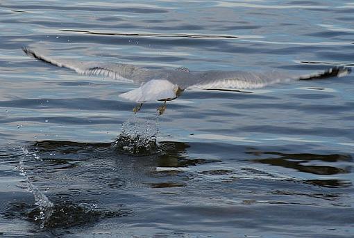 You've heard of skipping stones...-skippinggulls.jpg