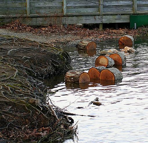 Roots and Logs-logs.jpg