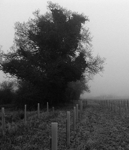 Tree planting-crw_3553-b-w-640.jpg