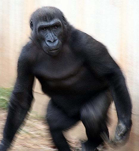 Gorilla-kingkong.jpg