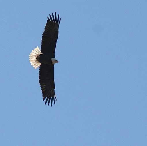 Eagles from today...-eagle1.jpg