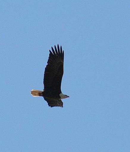 Eagles from today...-eagle2.jpg