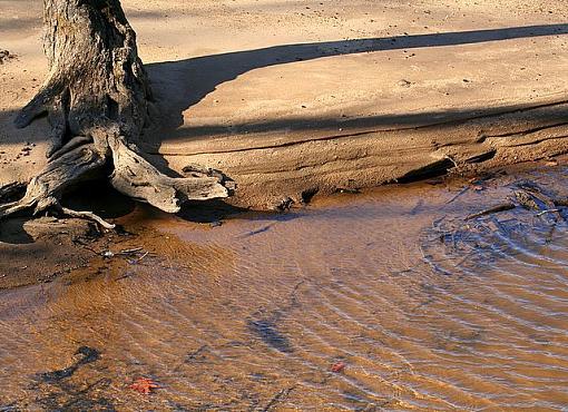 Tree by the water-treeshore.jpg