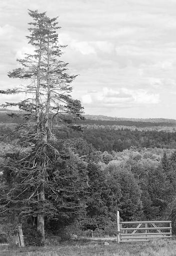 More Trees...-trees-farmstand.jpg