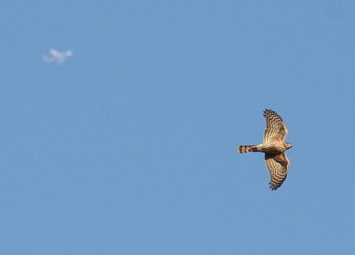 Sharing the Sky-sharingthesky.jpg