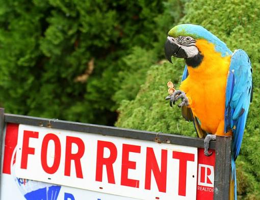 Rent this house and get a free bag of peanuts!-rentaparrot.jpg