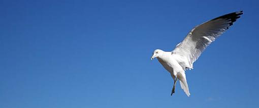 Another Flying Rat-seagull.jpg