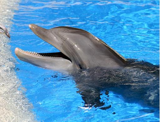 Dolphin-dolphin.jpg