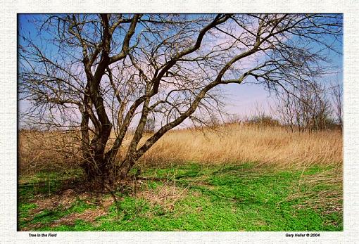 Tree in the Field-lndscp0404-1503xweb.jpg