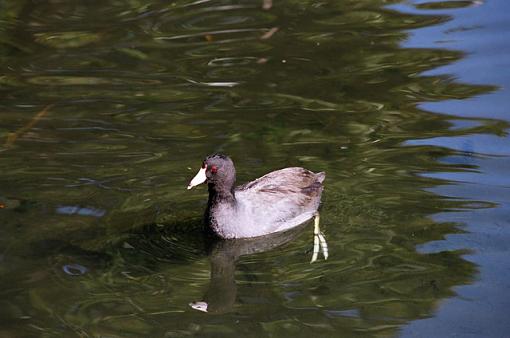 Coots-f-035-10-pr.jpg