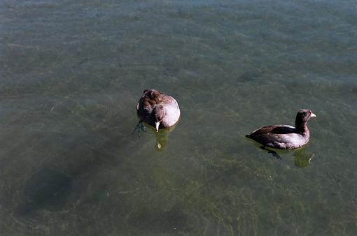 Coots-f-035-12-pr.jpg