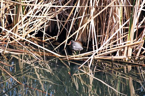 Moorhens-f-036-09-pr.jpg