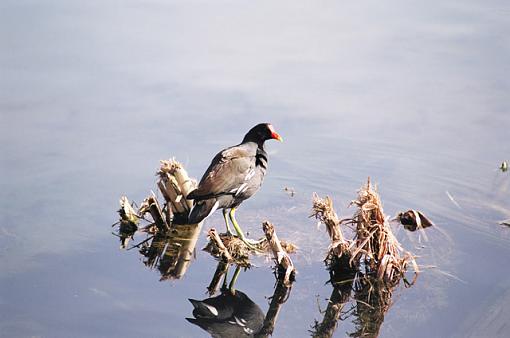 Moorhens-f-036-10-pr.jpg