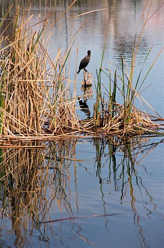 Cormorants-f-036-04-pr.jpg